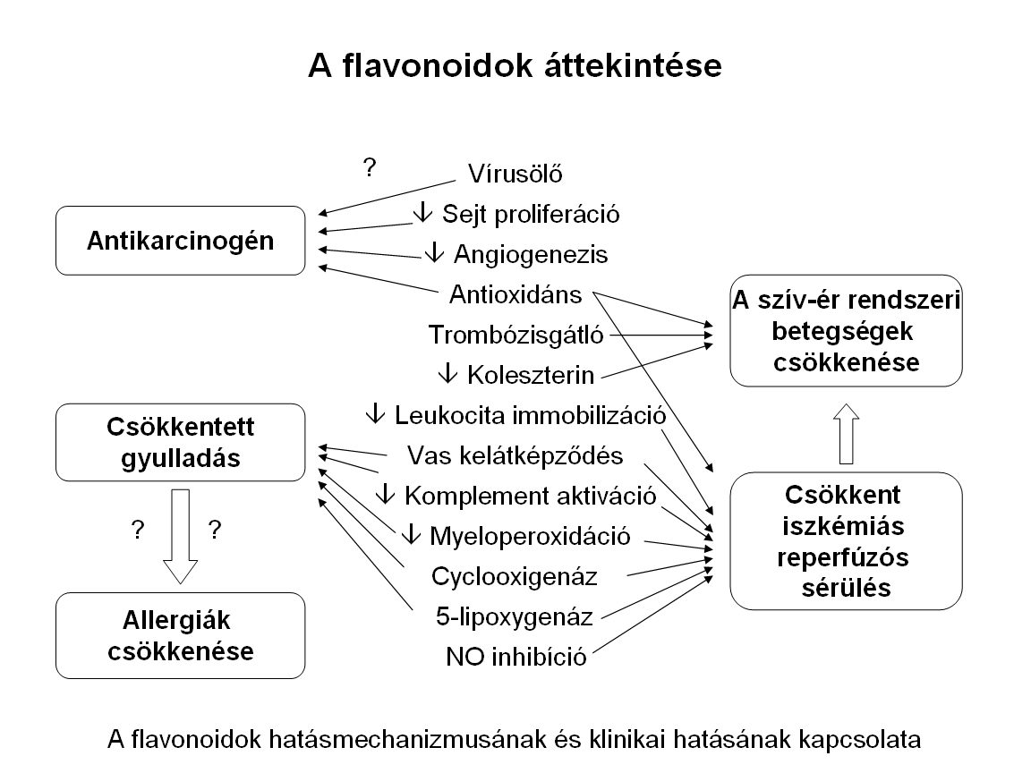 Flavonoidok hatásmechanizmusa